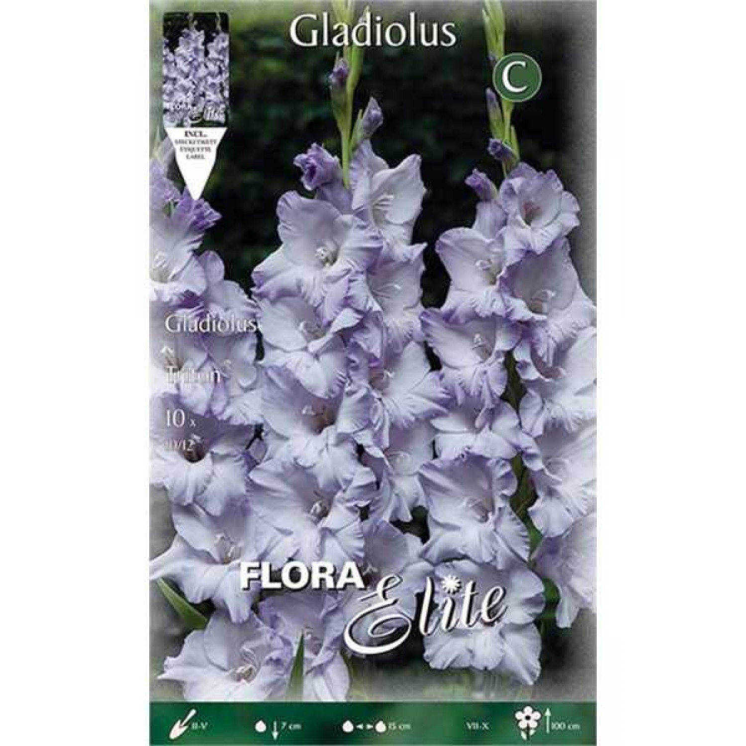 Gladiola Triton 10 Bulbs (Gladiolus 'Triton') Gladiola Triton 10 Corms Lilac