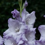 Gladiola Triton 10 Bulbs (Gladiolus 'Triton') Gladiola Triton 10 Corms Lilac