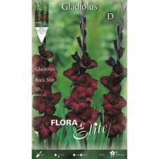 Gladiola 'Black Star' 10 Corms - Spring Planting