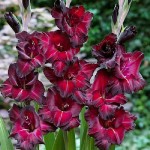 Γλαδιόλα Black Star Φάκελος 10 Βολβών (Gladiolus grandiflorus 'Black Star) Γλαδιόλες Black Star Φάκελος 10 Βολβών