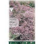 Γυψοφίλες Ροζ Flamingo Βολβοί (Gypsophila 'Flamingo')
