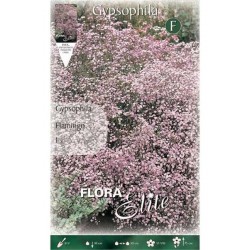 Γυψοφίλες Ροζ Flamingo Βολβοί (Gypsophila 'Flamingo')