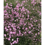 Γυψοφίλες Ροζ Flamingo Βολβοί (Gypsophila 'Flamingo')