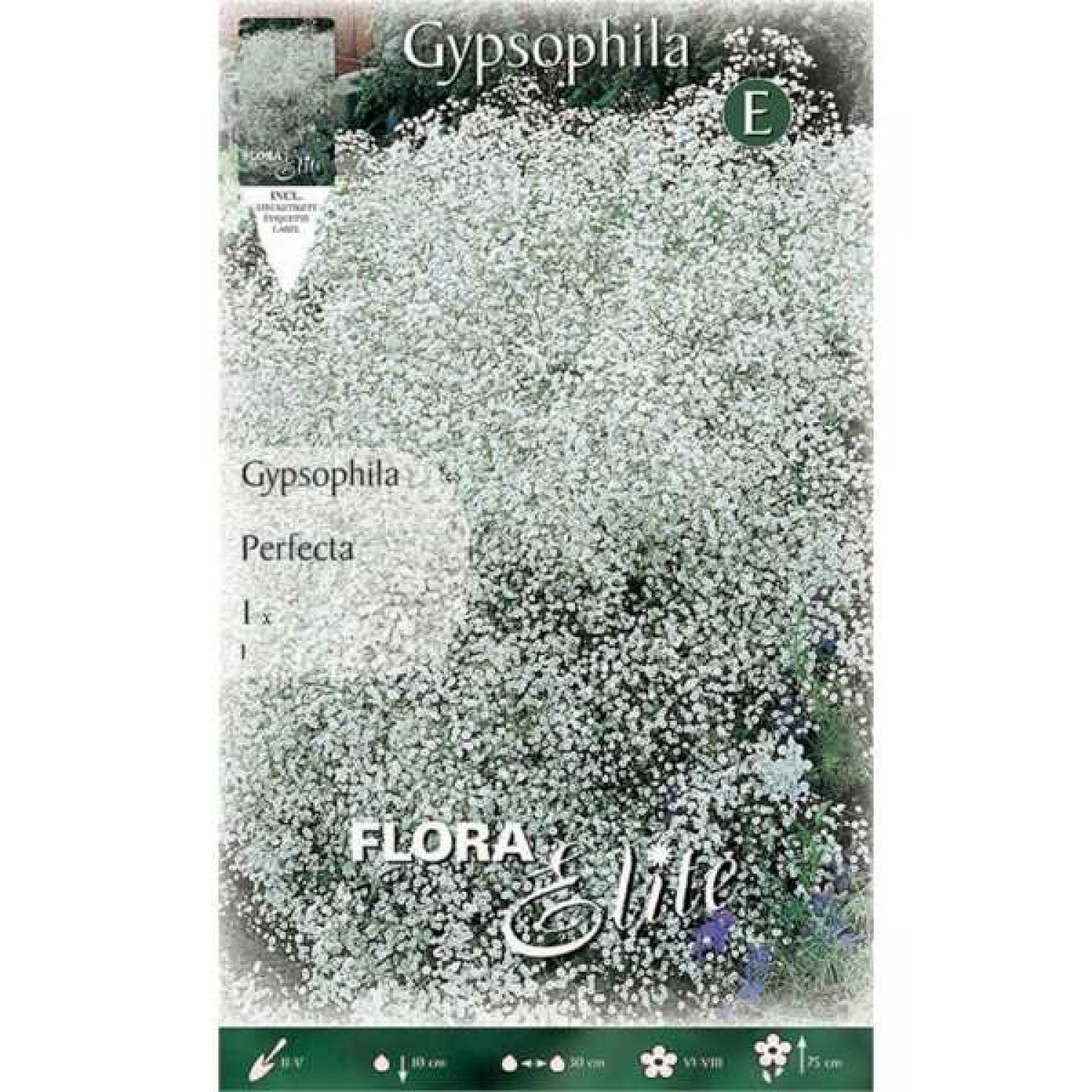 Baby's Breath Perfecta White Bulb (Gypsophila paniculata 'Perfecta') Baby's Breath Perfecta White Bulbs (Gypsophila 'Perfecta')