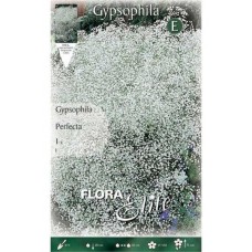 Γυψοφίλες Λευκές Perfecta Βολβοί (Gypsophila 'Perfecta')