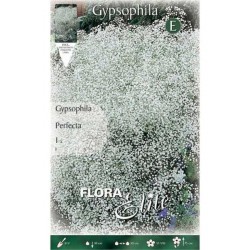 Γυψοφίλες Λευκές Perfecta Βολβοί (Gypsophila 'Perfecta')