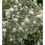 Baby's Breath Perfecta White Bulb (Gypsophila paniculata 'Perfecta') Baby's Breath Perfecta White Bulbs (Gypsophila 'Perfecta')