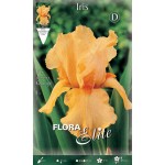 Bearded Iris Germanica Orange (Iris × germanica Orange) Bearded Iris Germanica Orange (Iris × germanica 'Orange') - Rhizome-Spring Planting