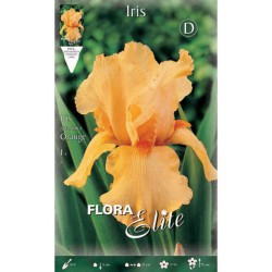 Bearded Iris Germanica Orange (Iris × germanica 'Orange') - Rhizome-Spring Planting