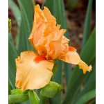 Bearded Iris Germanica Orange (Iris × germanica Orange) Bearded Iris Germanica Orange (Iris × germanica 'Orange') - Rhizome-Spring Planting