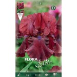 Bearded Iris Germanica Red (Iris × germanica 'Red') Bearded Iris Germanica Red (Iris × germanica 'Red') - Rhizome-Spring Planting