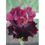 Bearded Iris Germanica Red (Iris × germanica 'Red') Bearded Iris Germanica Red (Iris × germanica 'Red') - Rhizome-Spring Planting
