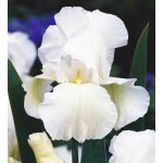Bearded Iris Germanica White (Iris × germanica 'White') Bearded Iris Germanica White (Iris × germanica 'White') - Rhizome-Spring Planting