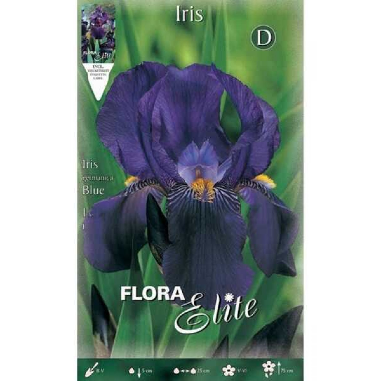 Bearded Iris Germanica Blue (Iris × germanica 'Blue') - Spring Bearded Iris Germanica Blue (Iris × germanica 'Blue')