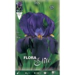 Bearded Iris Germanica Blue (Iris × germanica 'Blue') - Spring Bearded Iris Germanica Blue (Iris × germanica 'Blue')