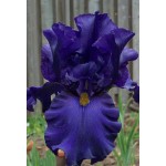 Bearded Iris Germanica Blue (Iris × germanica 'Blue') - Spring Bearded Iris Germanica Blue (Iris × germanica 'Blue')