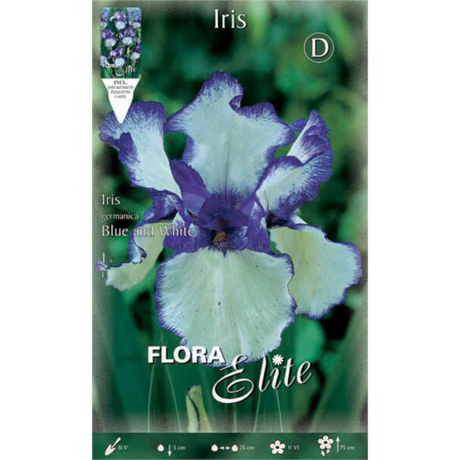 Ίριδα Germanica Blue & White (Iris × germanica 'Blue & White') - Ρίζωμα