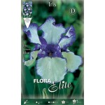 Ίριδα Germanica Blue & White (Iris × germanica 'Blue & White') - Ρίζωμα