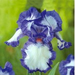 Ίριδα Germanica Blue & White (Iris × germanica 'Blue & White') - Ρίζωμα