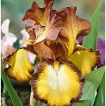 Ίριδες Germanica Bronze (Iris × germanica 'Bronze') - Ρίζωμα (829222)