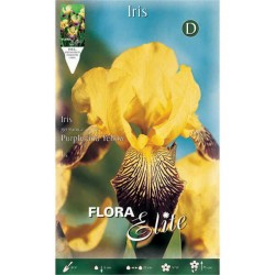 Bearded Iris Germanica Purple & Yellow - Perennials