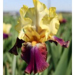 Bearded Iris Germanica Purple & Yellow (Iris × germanica 'Purple & Yellow') - Rhizome - Spring Planting Bearded Iris Germanica Purple & Yellow - Perennials