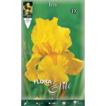 Bearded Iris Germanica Yellow (Iris × germanica Yellow) Bearded Iris Germanica Yellow (Iris × germanica 'Yellow') - Rhizome-Spring Planting