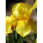 Bearded Iris Germanica Yellow (Iris × germanica Yellow) Bearded Iris Germanica Yellow (Iris × germanica 'Yellow') - Rhizome-Spring Planting