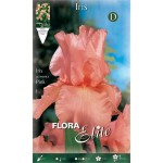 Bearded Iris Germanica Pink (Iris × germanica 'Pink') Bearded Iris Germanica Pink (Iris × germanica 'Pink') - Rhizome-Spring Planting