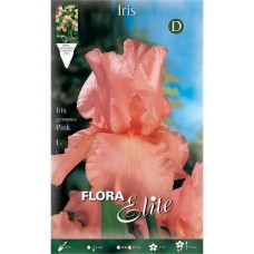 Bearded Iris Germanica Pink (Iris × germanica 'Pink') - Rhizome-Spring Planting