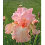 Bearded Iris Germanica Pink (Iris × germanica 'Pink') Bearded Iris Germanica Pink (Iris × germanica 'Pink') - Rhizome-Spring Planting