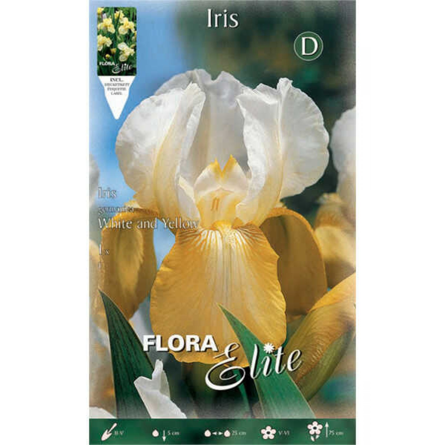 Ίριδα Germanica White & Yellow (Iris × germanica 'White & Yellow') - Ρίζωμα (830624) Ίριδες Germanica White & Yellow Πολυετείς Λευκές Κίτρινες