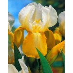 Ίριδα Germanica White & Yellow (Iris × germanica 'White & Yellow') - Ρίζωμα (830624) Ίριδες Germanica White & Yellow Πολυετείς Λευκές Κίτρινες
