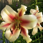 Λίλιουμ Lavon Κίτρινο-Κόκκινο Δενδρώδες (Lilium 'Lavon') Κρίνος - Βολβός (787188) Λίλιουμ Lavon Κίτρινο-Κόκκινο Δενδρώδης Κρίνος