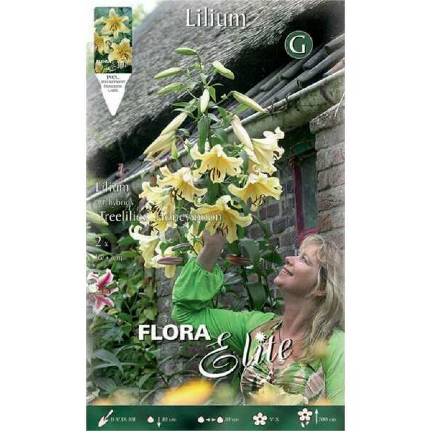 Honeymoon Yellow Tree Lily (Lilium 'Honeymoon') - Bulb (787195) Honeymoon Yellow Tree Lilies (Lilium 'Honeymoon') Bulbs