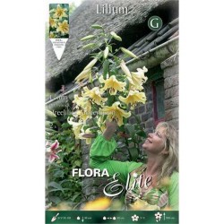 Κρίνος Λίλιουμ Δενδρώδης Κίτρινος (Lilium Honeymoon) Βολβοί