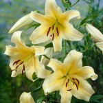 Honeymoon Yellow Tree Lily (Lilium 'Honeymoon') - Bulb (787195) Honeymoon Yellow Tree Lilies (Lilium 'Honeymoon') Bulbs