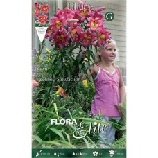 Satisfaction Fuchsia Tree Lilies (Lilium 'Satisfaction') Bulbs