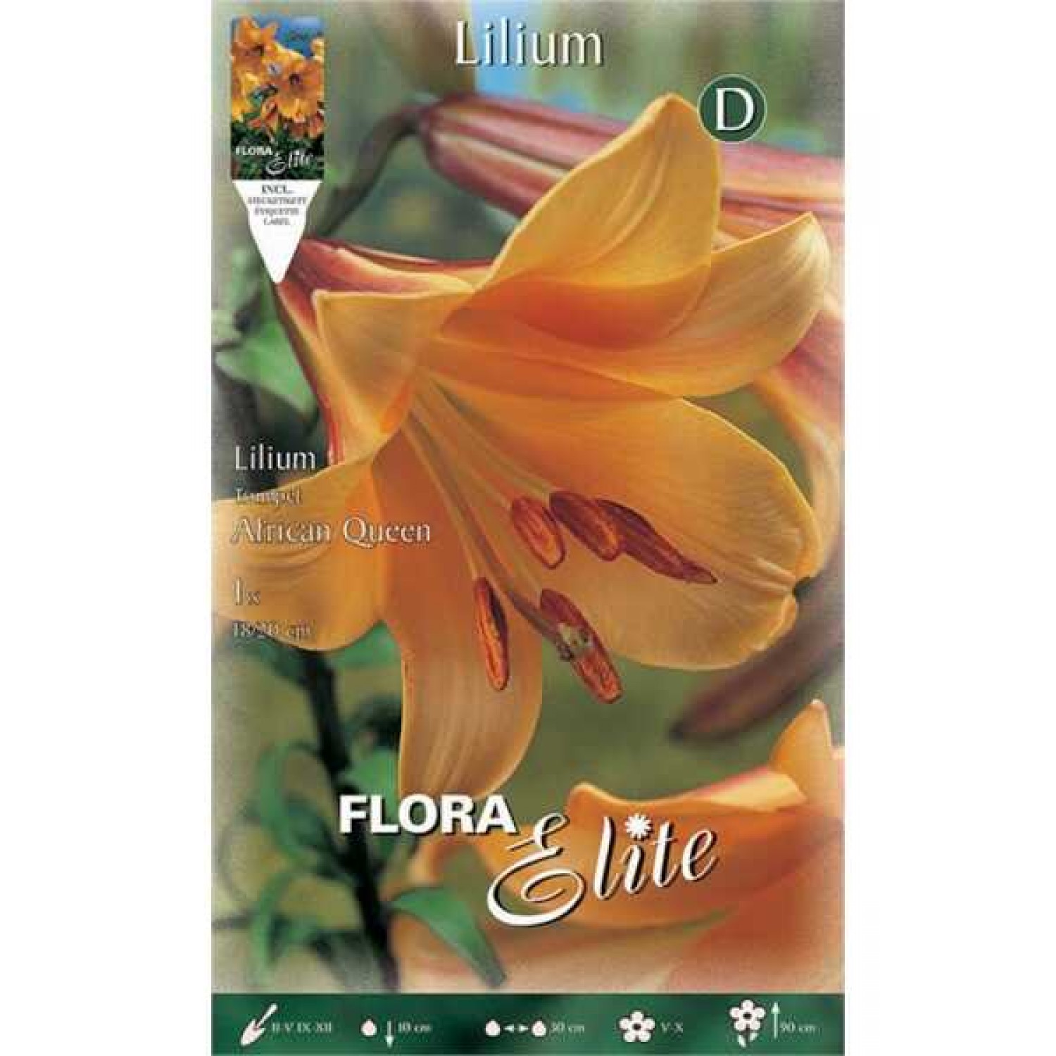 Orange African Queen Trumpet Lily (Lilium 'African Queen') Bulb (834127) African Queen Trumpet Lilies Orange - Bulbs