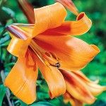 Orange African Queen Trumpet Lily (Lilium 'African Queen') Bulb (834127) African Queen Trumpet Lilies Orange - Bulbs