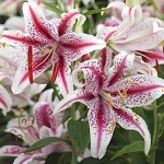 Κρίνος Λίλιουμ Ροζ - Λευκό (Lilium 'Dizzy') Βολβοί Oriental