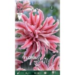 Magic Star Double Oriental Lilies (Lilium 'Magic Star')