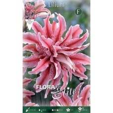 Magic Star Double Oriental Lilies (Lilium 'Magic Star')