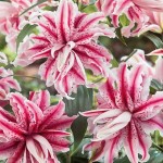 Magic Star Double Oriental Lilies (Lilium 'Magic Star')