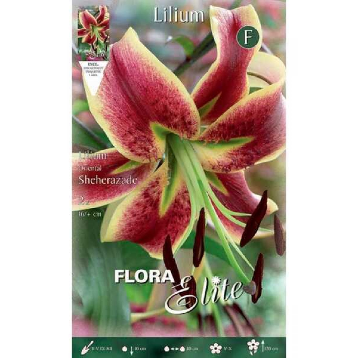 Yellow - Bordeaux Sheherazade Lily (Lilium 'Sheherazade') Bulb - Oriental Hybrids (787140) Sheherazade Oriental Lilies (Lilium 'Sheherazade') Bulb