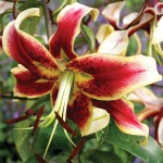 Yellow - Bordeaux Sheherazade Lily (Lilium 'Sheherazade') Bulb - Oriental Hybrids (787140) Sheherazade Oriental Lilies (Lilium 'Sheherazade') Bulb