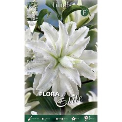 Κρίνος Λίλιουμ Διπλό Λευκό (Lilium 'Polar Star') Βολβοί
