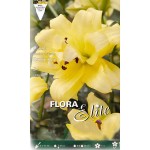 Λίλιουμ Διπλό Kίτρινο Ανατολικός Κρίνος (Lilium 'Exotic Sun') Βολβός - Oriental Υβρίδια (805257) Κρίνος Λίλιουμ Διπλό Kίτρινο (Lilium 'Exotic Sun') Βολβοί