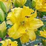 Λίλιουμ Διπλό Kίτρινο Ανατολικός Κρίνος (Lilium 'Exotic Sun') Βολβός - Oriental Υβρίδια (805257) Κρίνος Λίλιουμ Διπλό Kίτρινο (Lilium 'Exotic Sun') Βολβοί