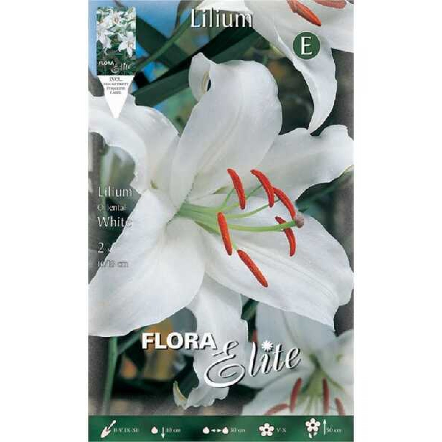 White Lily (Lilium 'White') Bulb - Oriental Hybrids (842382) White Oriental Lilies (Lilium 'White') Bulb - Oriental Hybrids